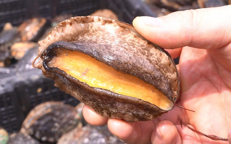 Fresh Abalone