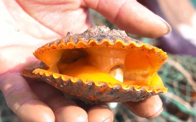 Delicious Scallops