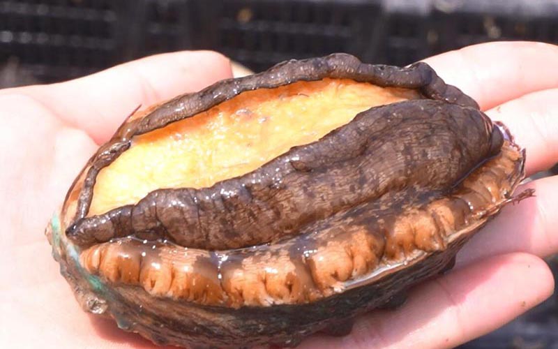 Fragrant Abalone