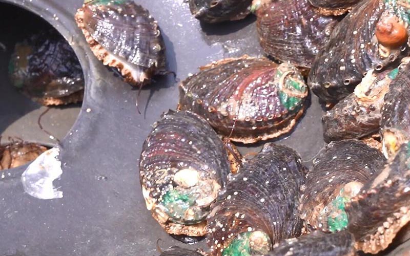 Nourishing Abalone