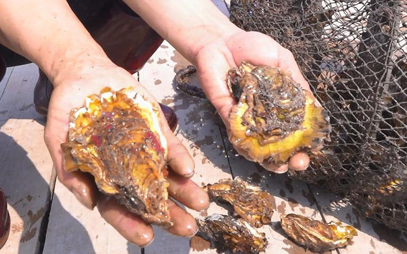 Oyster Obsession Dive into a Sea of Delectab