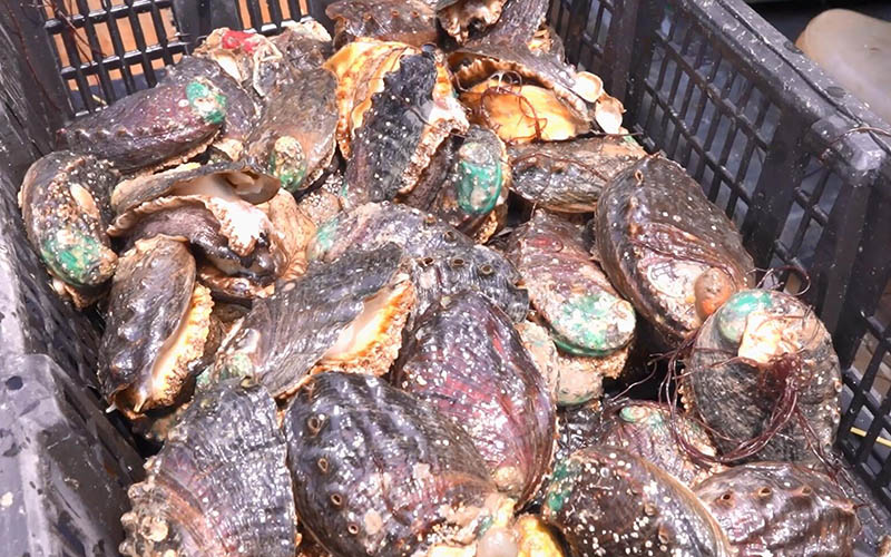 Please taste the fresh abalone just raised