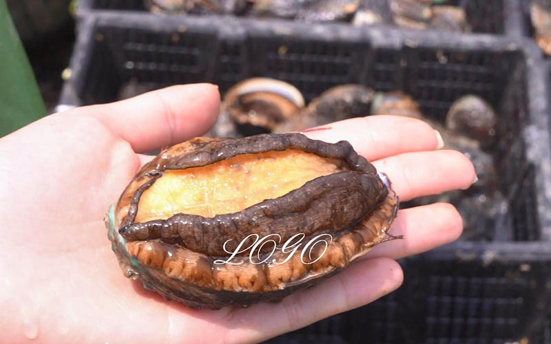 Plump Abalone