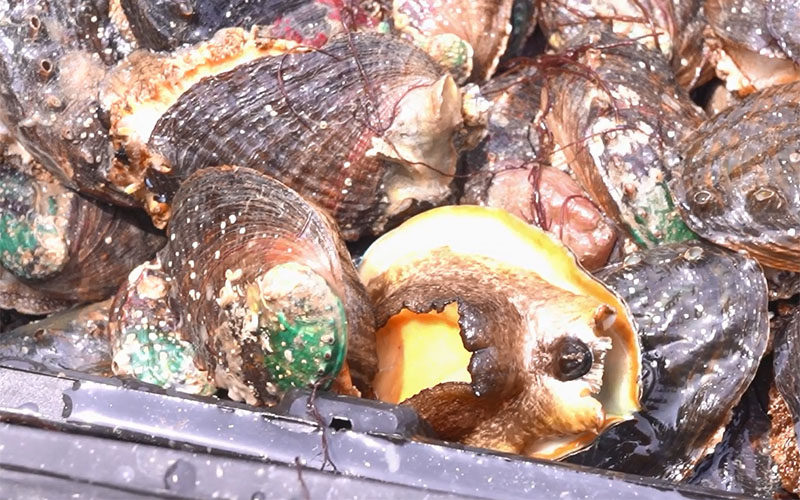 Saucy Abalone