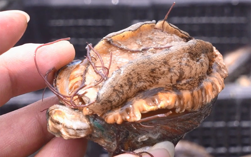 Steamed Abalone