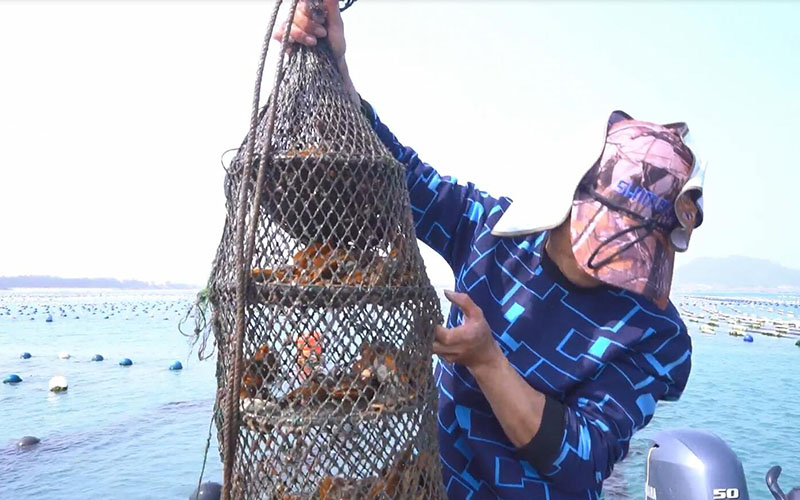 Natural Scallops